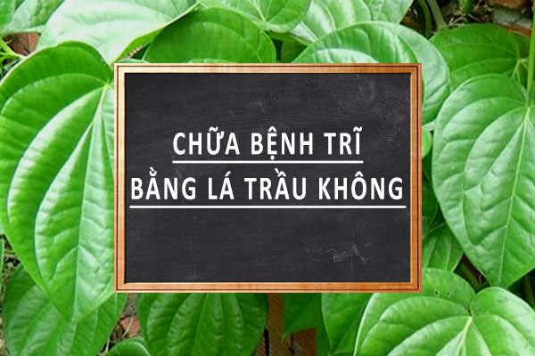 Chữa bệnh trĩ bằng lá trầu không