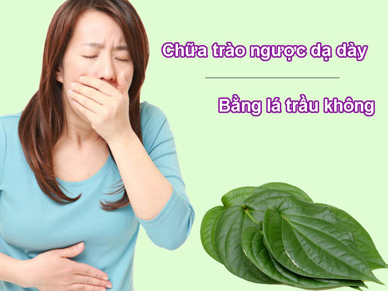 Chữa trào ngược dạ dày bằng lá trầu không